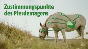 Zustimmungspunkte des Pferdemagens