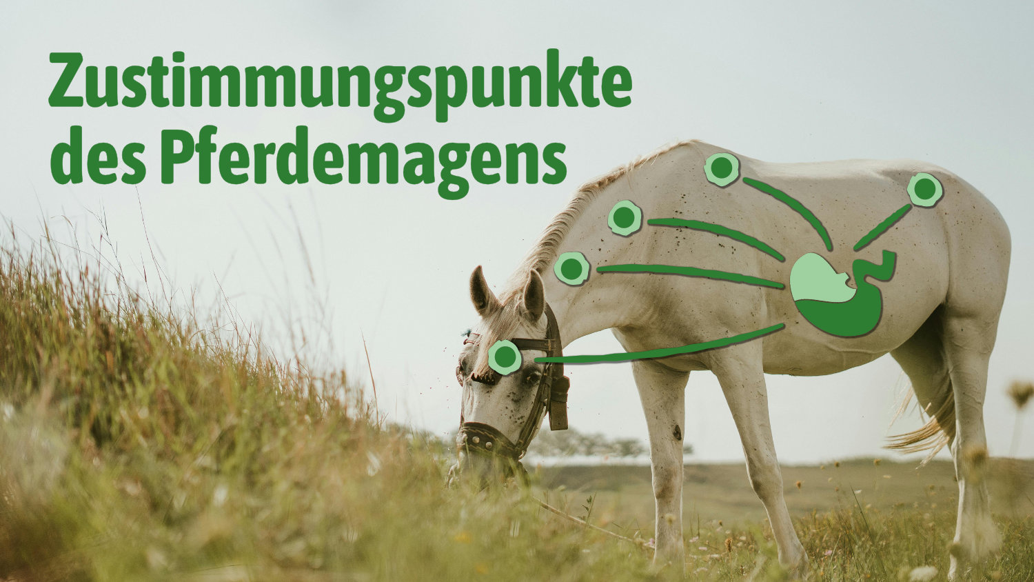 Zustimmungspunkte des Pferdemagens