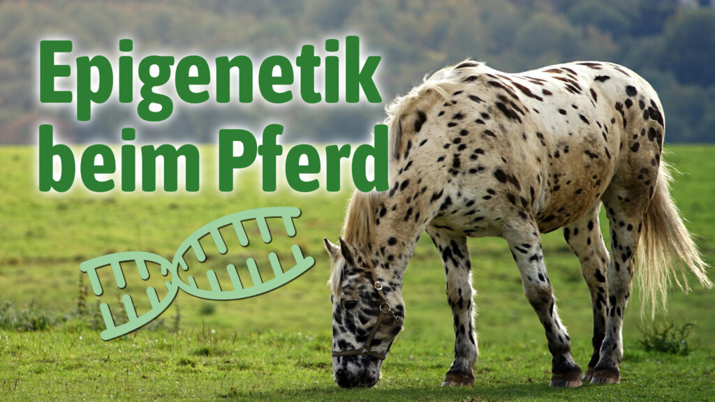 Epigenetik beim Pferd
