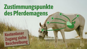 Zustimmungspunkte des Pferdemagens